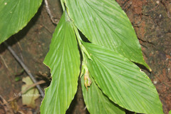 Globba marantina